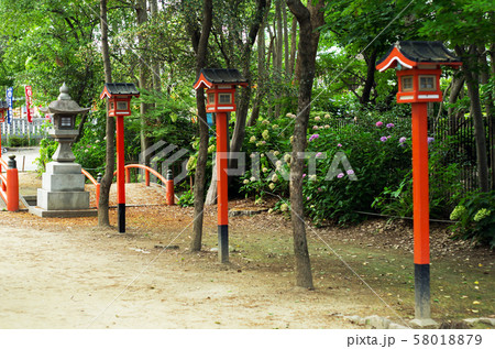 紫陽花の咲く神社境内 58018879