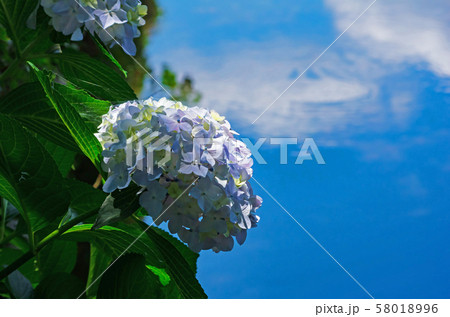 紫陽花の咲く初夏の水辺の風景 58018996