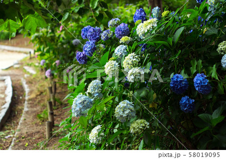 紫陽花の咲く風景 紫陽花の咲く風景 58019095