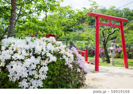 茂原公園 ツツジ (千葉県茂原市) 2019年5月現在 茂原公園 ツツジ (千葉県茂原市) 2019年5月現在 58019108