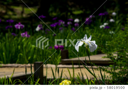 花菖蒲の咲く風景 花菖蒲の咲く風景 58019500