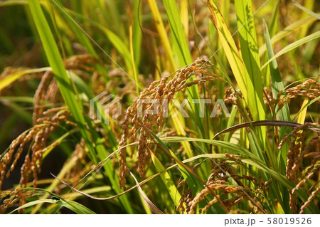 稲 アイザック ヨムルダ 58019526