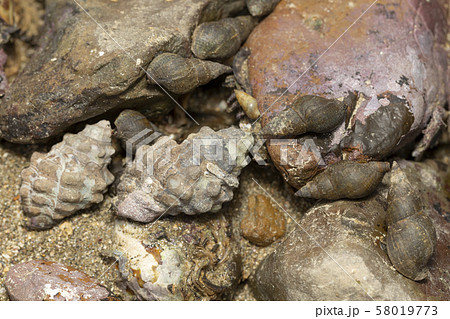 イソニナ　イボニシ 58019773