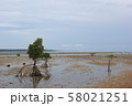マングローブのある風景 58021251