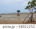 マングローブのある風景 58021252