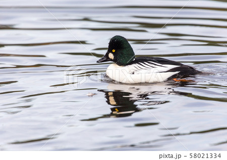 Common Goldeneye 58021334