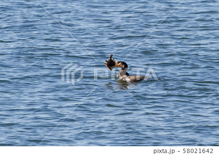 Double crested Cormorant 58021642