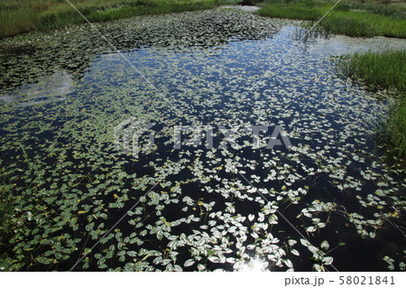 水草浮かぶ中綱湖 長野県大町市海ノ口 水草浮かぶ中綱湖 長野県大町市海ノ口 58021841
