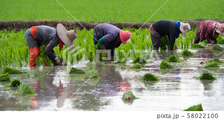 4 farmers are planting rice,transplant rice 4 farmers are planting rice,transplant rice 58022100