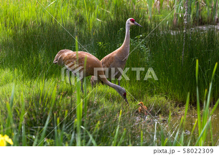sandhill crane and baby chick 58022309