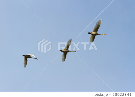 Tundra Swan 58022341