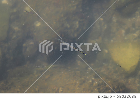 a Bluespotted Cornetfish (Fistularia commersonii) a Bluespotted Cornetfish (Fistularia commersonii) 58022638