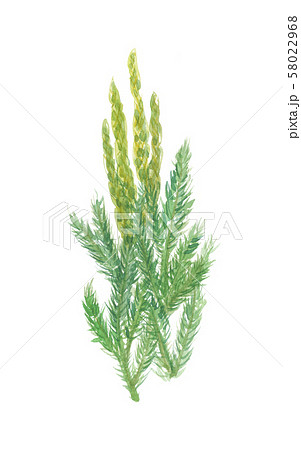 ヒカゲノカズラ ヒカゲノカズラ 58022968