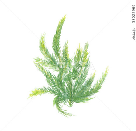 ヒカゲノカズラ 58022969