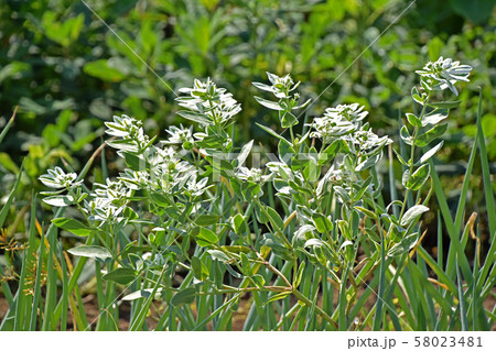 ハツユキソウ（初雪草） 58023481