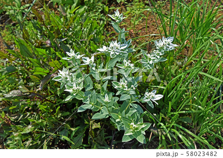 ハツユキソウ（初雪草） 58023482