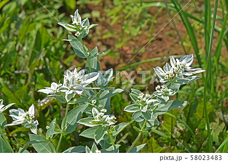 ハツユキソウ（初雪草） 58023483