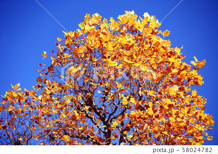 青空にユリノキの黄葉 58024782