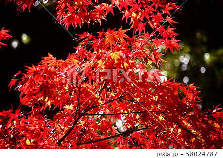 イロハモミジの紅葉 58024787