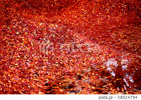 池に積もった落ち葉、モミジの紅葉 58024794