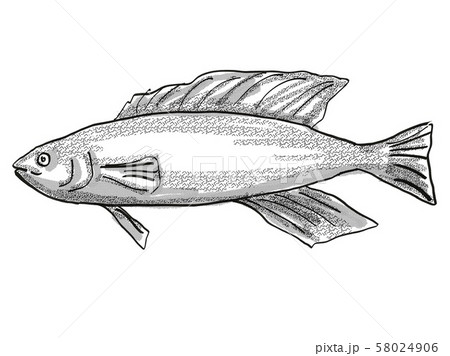 Butterfish New Zealand Fish Cartoon Retro Drawing 58024906