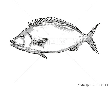 Porae New Zealand Fish Cartoon Retro Drawing 58024911
