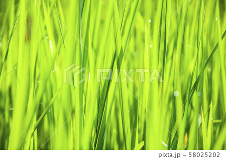 Closeup nature view of Green leaf in garden at Closeup nature view of Green leaf in garden at 58025202
