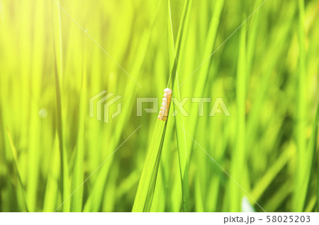 Closeup nature view of Green leaf in garden at 58025203
