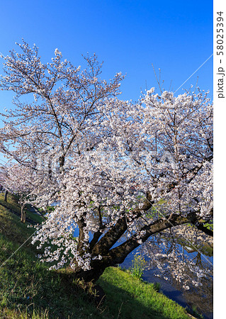 早朝の桜並木　岐阜新境川堤 58025394