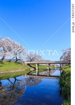 早朝の桜並木　岐阜新境川堤 58025397
