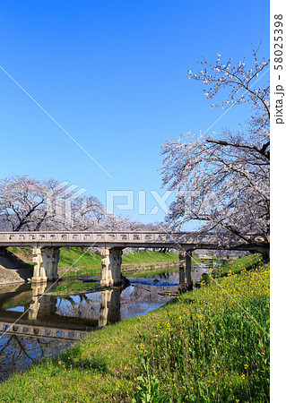 早朝の桜並木　岐阜新境川堤 58025398