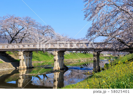 早朝の桜並木　岐阜新境川堤 58025401