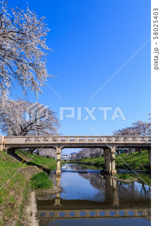 早朝の桜並木 岐阜新境川堤 早朝の桜並木 岐阜新境川堤 58025403