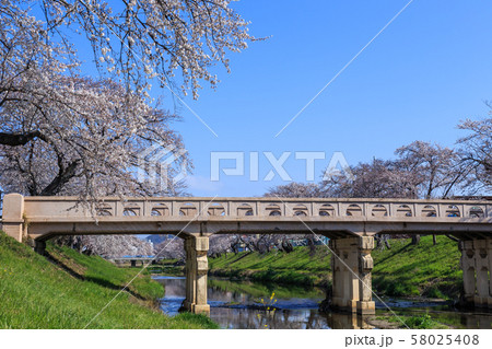 早朝の桜並木　岐阜新境川堤 58025408