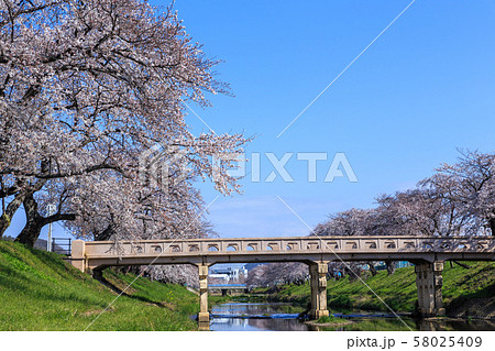 早朝の桜並木　岐阜新境川堤 58025409