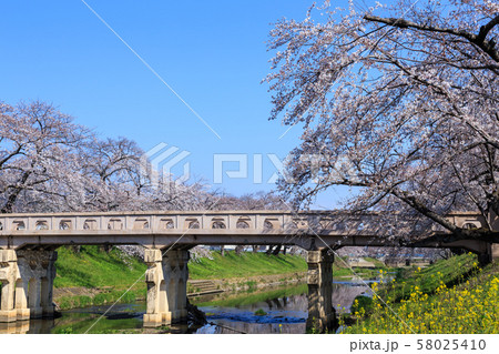 早朝の桜並木 岐阜新境川堤 早朝の桜並木 岐阜新境川堤 58025410