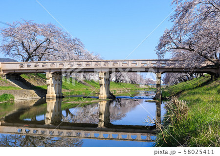 早朝の桜並木　岐阜新境川堤 58025411