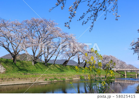 早朝の桜並木　岐阜新境川堤 58025415