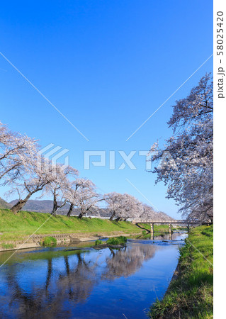 早朝の桜並木　岐阜新境川堤 58025420