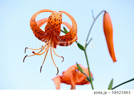 オニユリ オニユリ 58025863