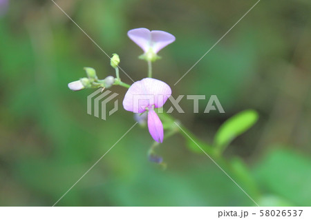 アレチヌスビトハギ 58026537