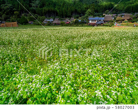 そばの花が満開の美山かやぶきの里 58027003