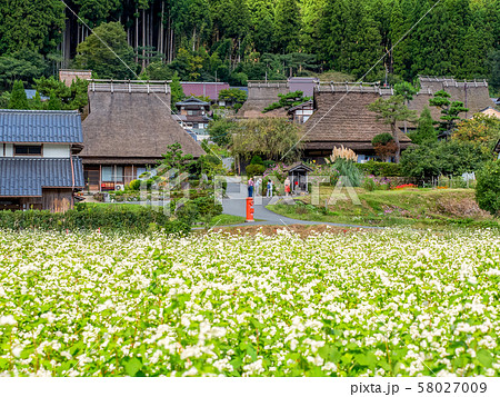 そばの花が満開の美山かやぶきの里 そばの花が満開の美山かやぶきの里 58027009