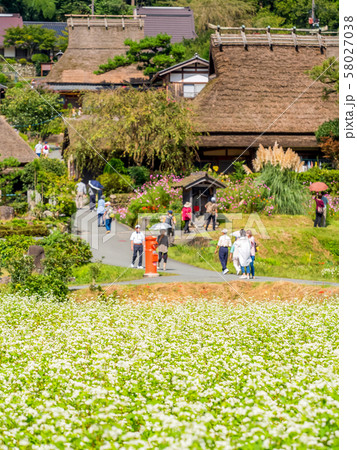 そばの花が満開の美山かやぶきの里 そばの花が満開の美山かやぶきの里 58027038