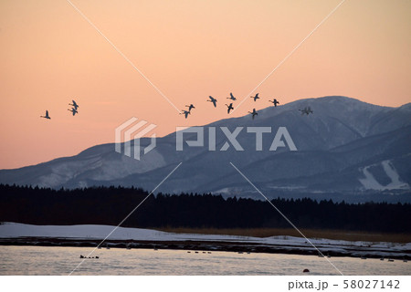 猪苗代湖の白鳥 58027142