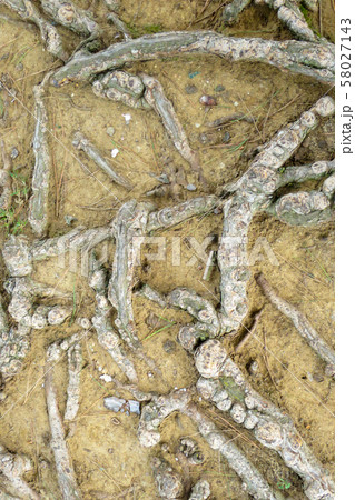 branching of roots in the earth of a tree 58027143