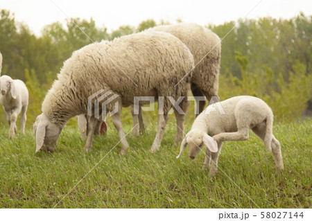 sheep grazing sheep in flock sheep grazing sheep in flock 58027144