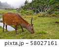 屋久鹿ちゃん 58027161