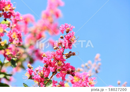 サルスベリの花 サルスベリの花 58027200