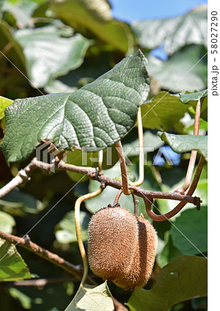 キウイフルーツ 58027290